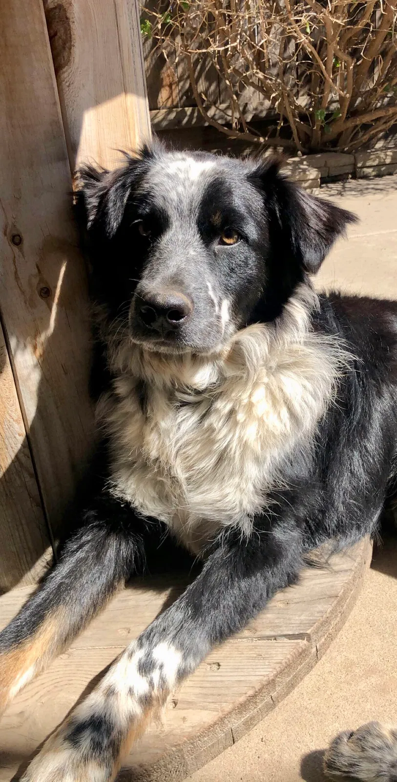 Lost dog in Salinas, CA, 93905