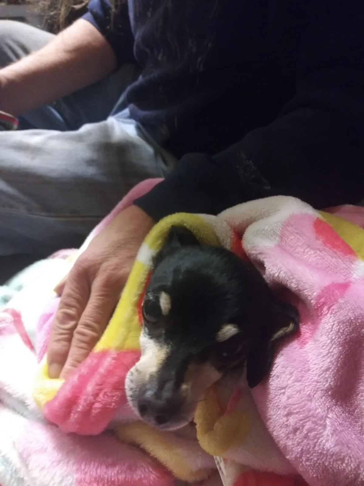 Lost dog in Tracy, CA, 95376