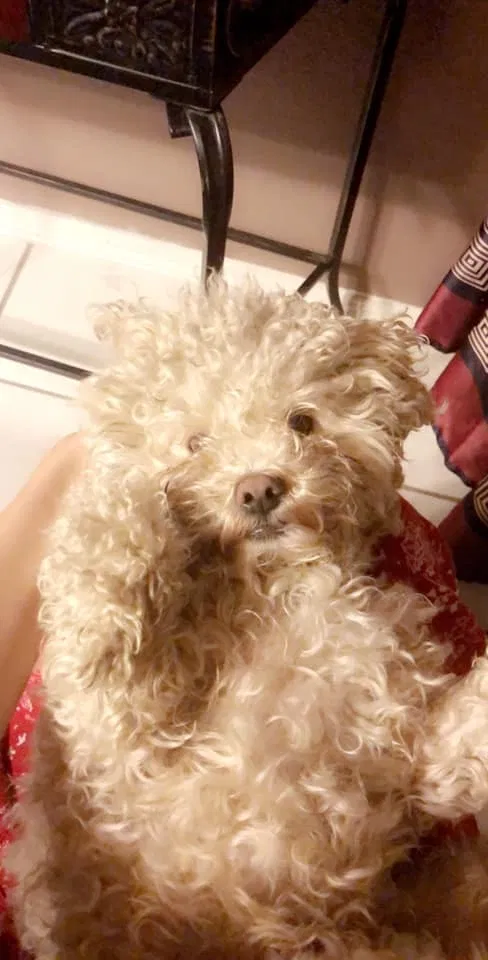 Lost dog in Riverside, CA, 92504