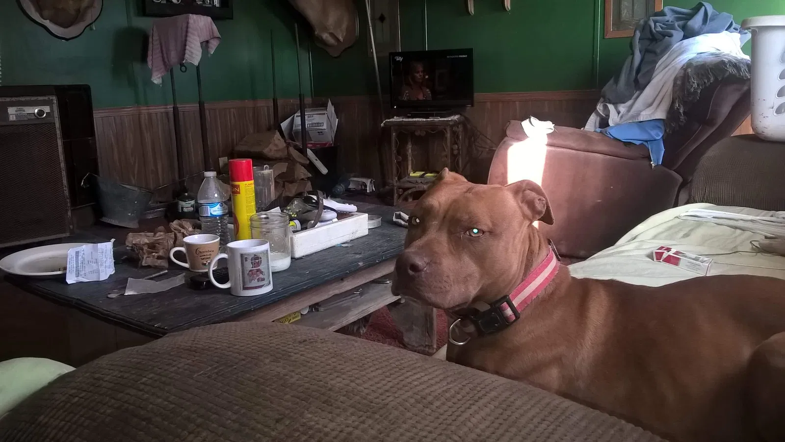 Lost dog in Philpot, KY, 42366