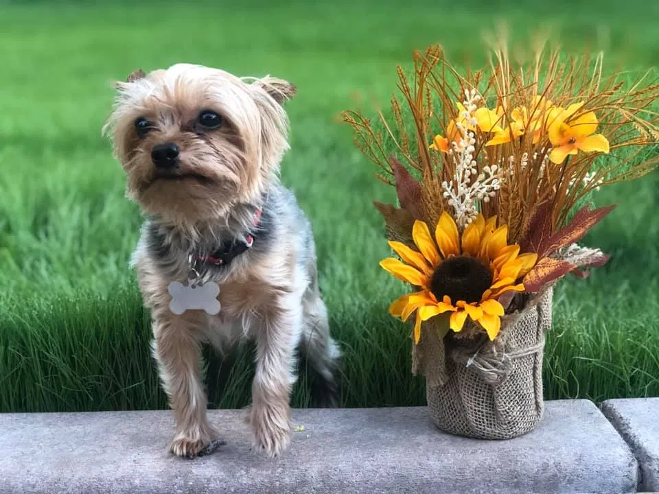 Lost dog in San Tan Valley, AZ, 85140