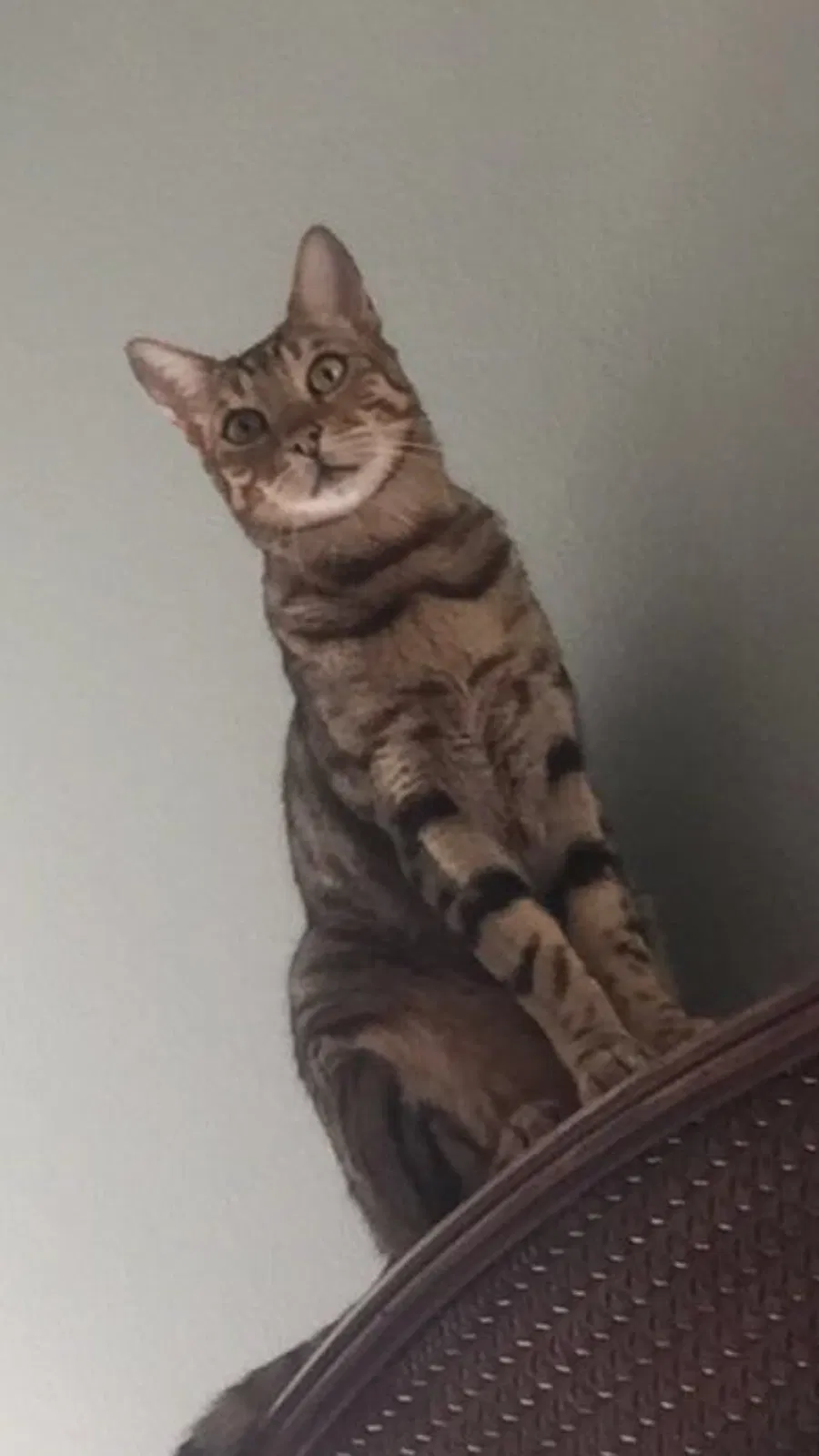 Lost cat in Clermont, FL, 34715
