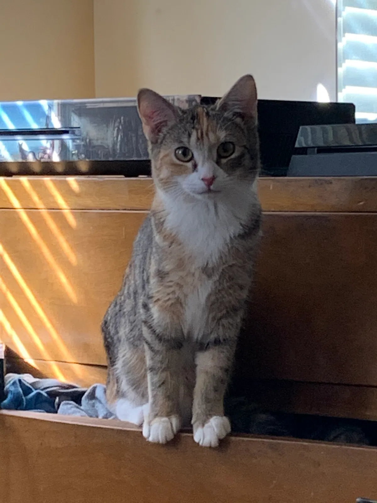 Lost cat in Shippensburg, PA, 17257