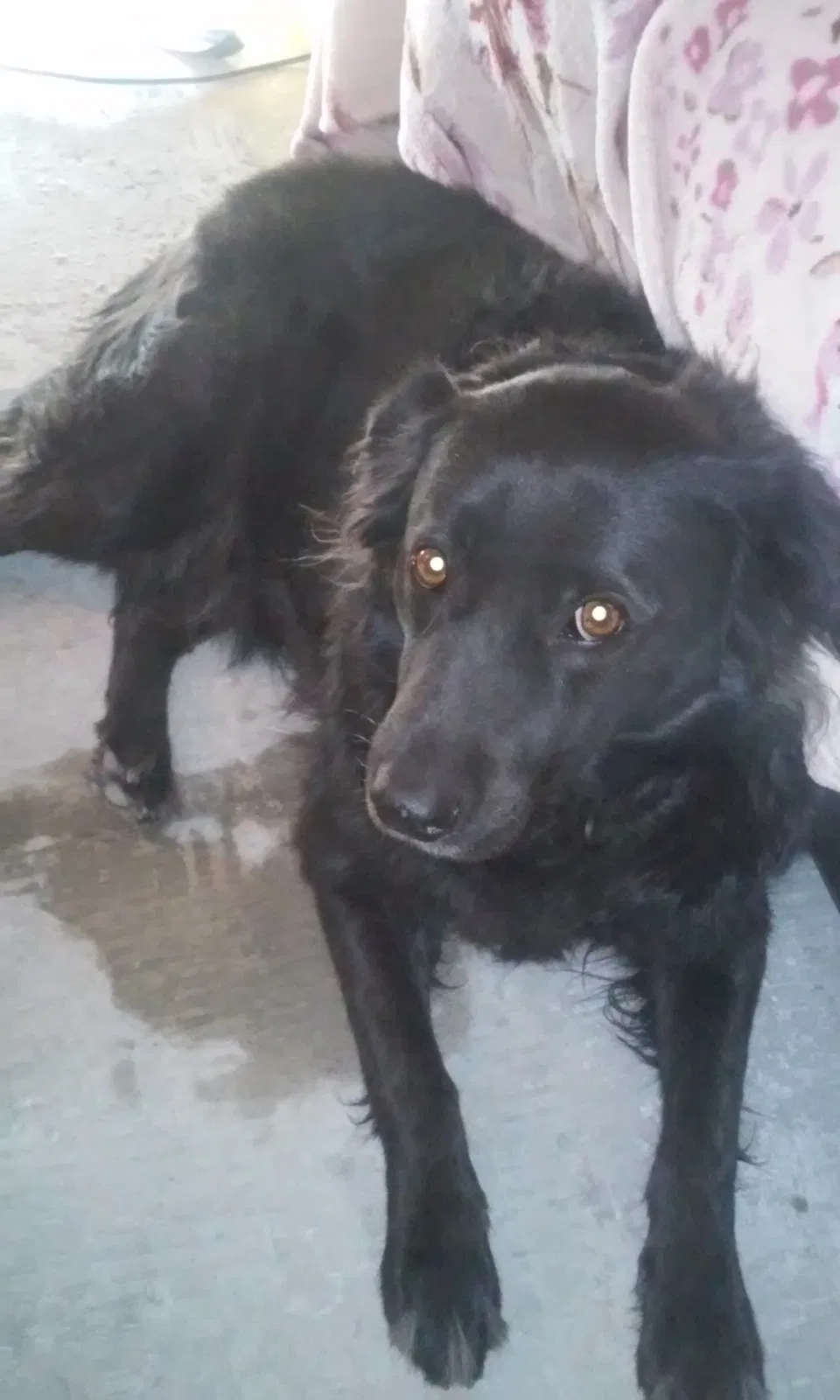 Lost dog in Phoenix, AZ, 85027