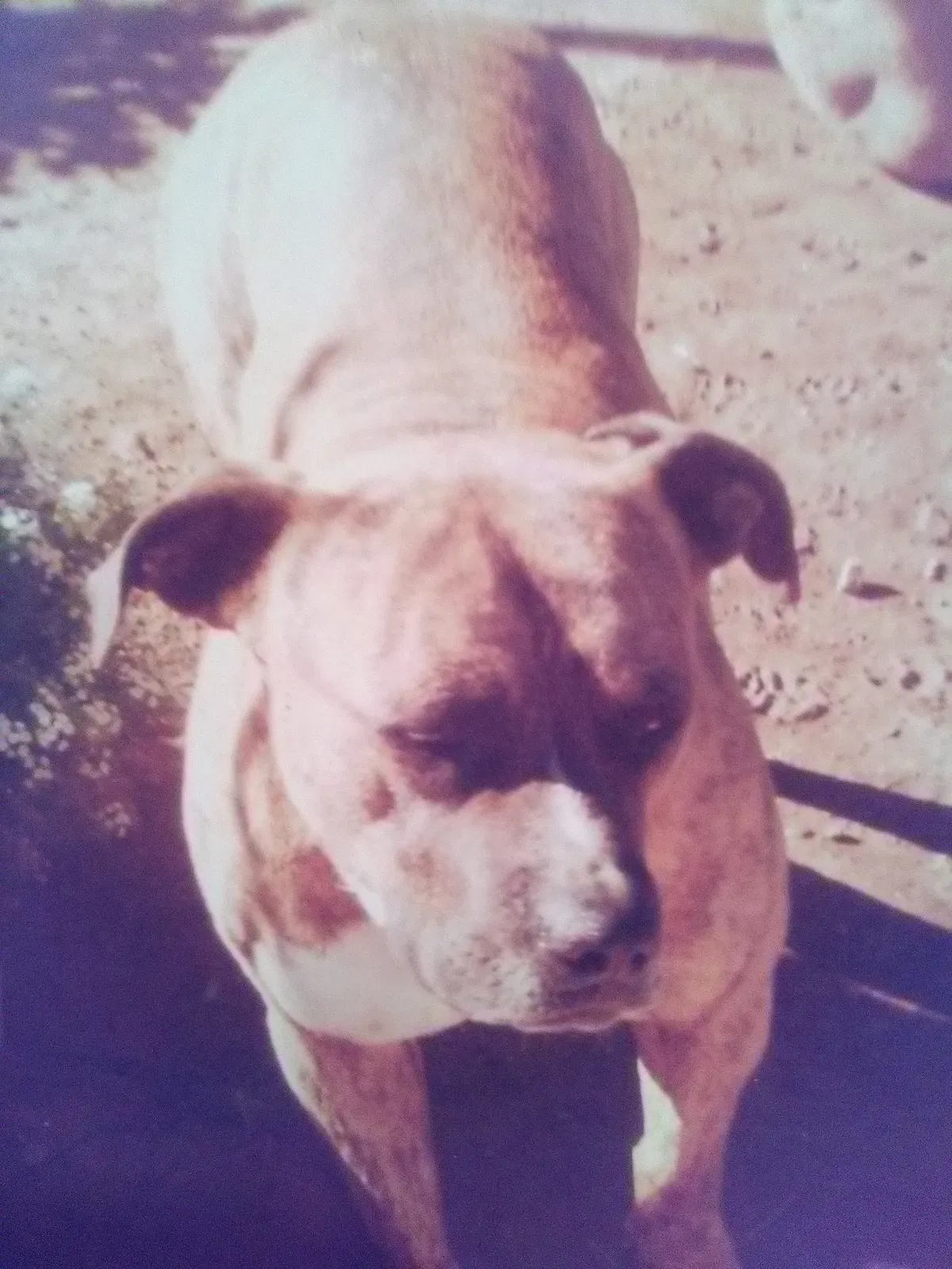 Lost dog in Fresno, CA, 93728