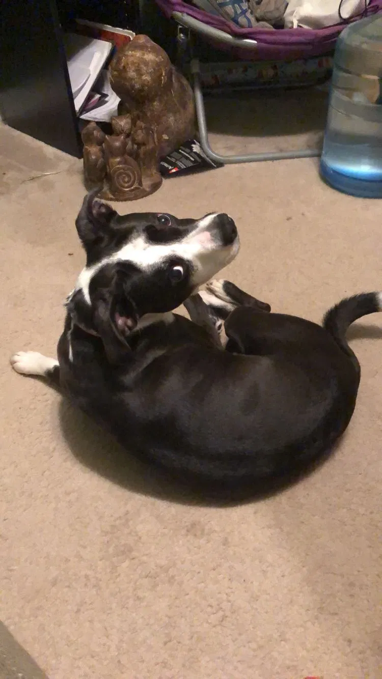 Lost dog in Pensacola, FL, 32503