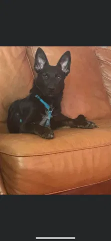 Lost dog in Grantville, KS, 66429