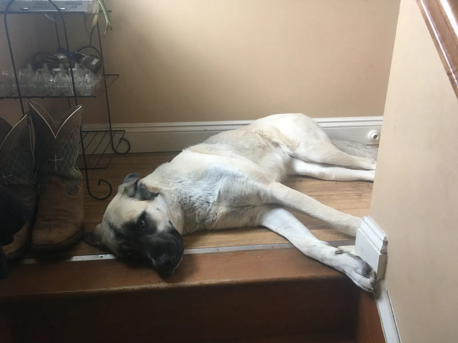 Lost dog in Airville, PA, 17302