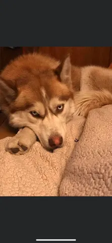 Lost dog in Grantville, KS, 66429
