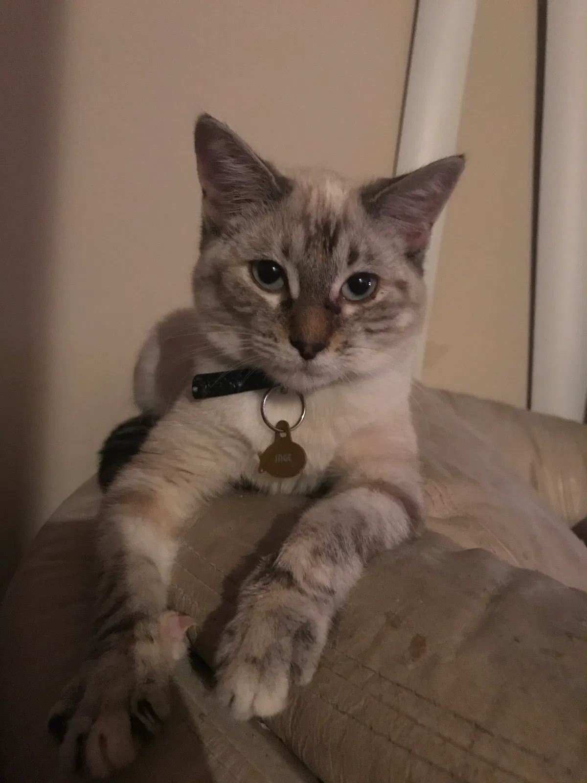 Lost cat in Fort Worth, TX, 76119