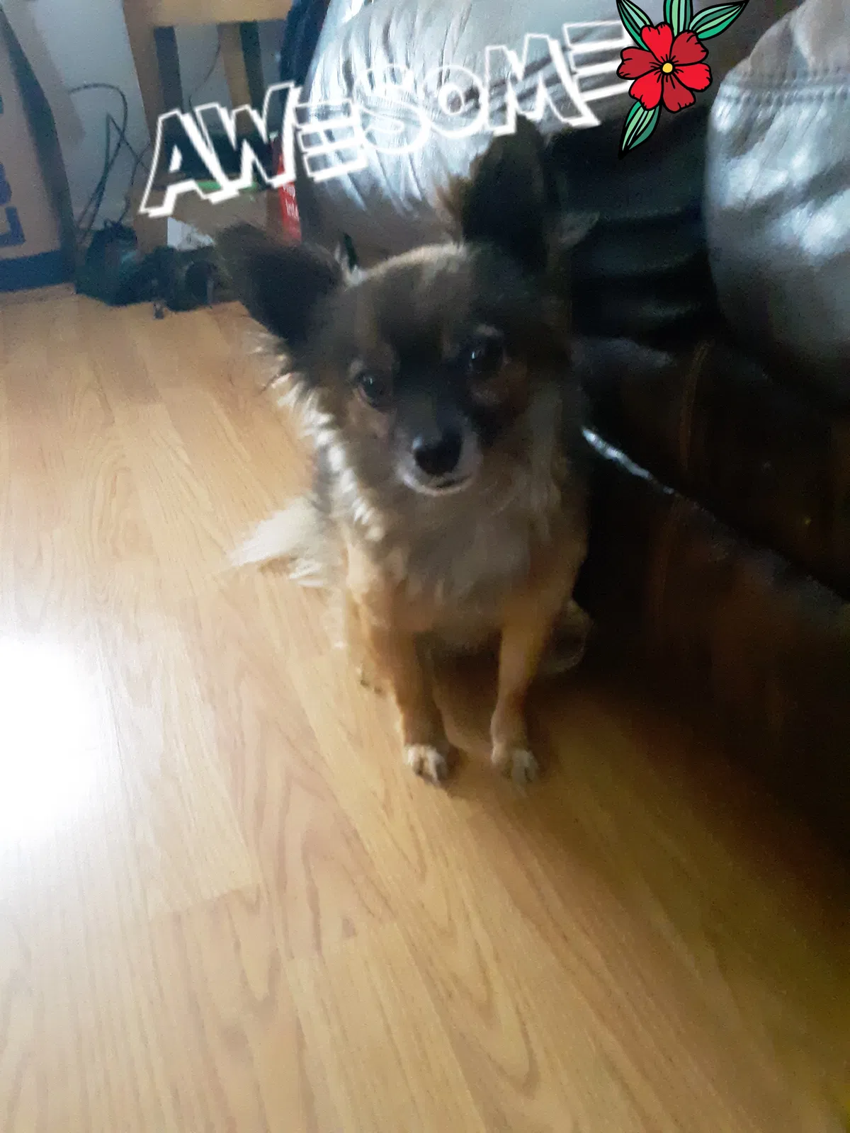 Lost dog in Arvada, CO, 80004