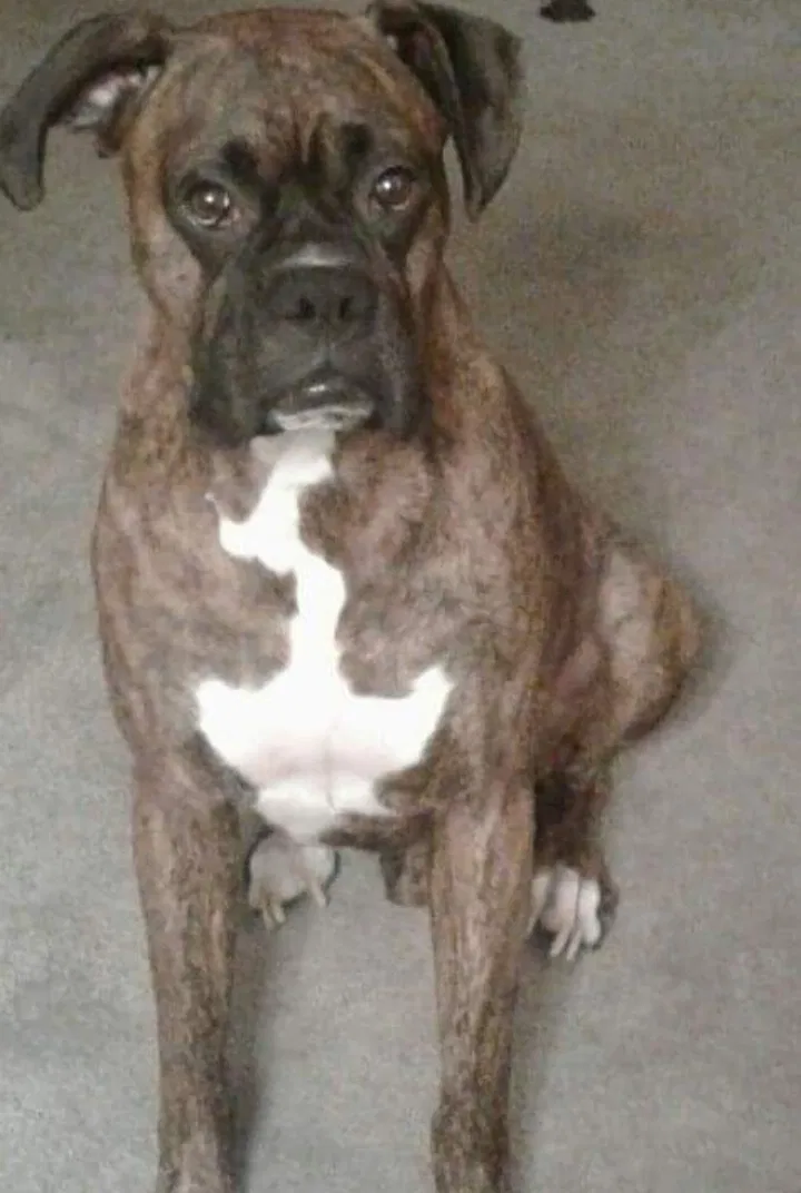 Lost dog in Matthews, NC, 28105