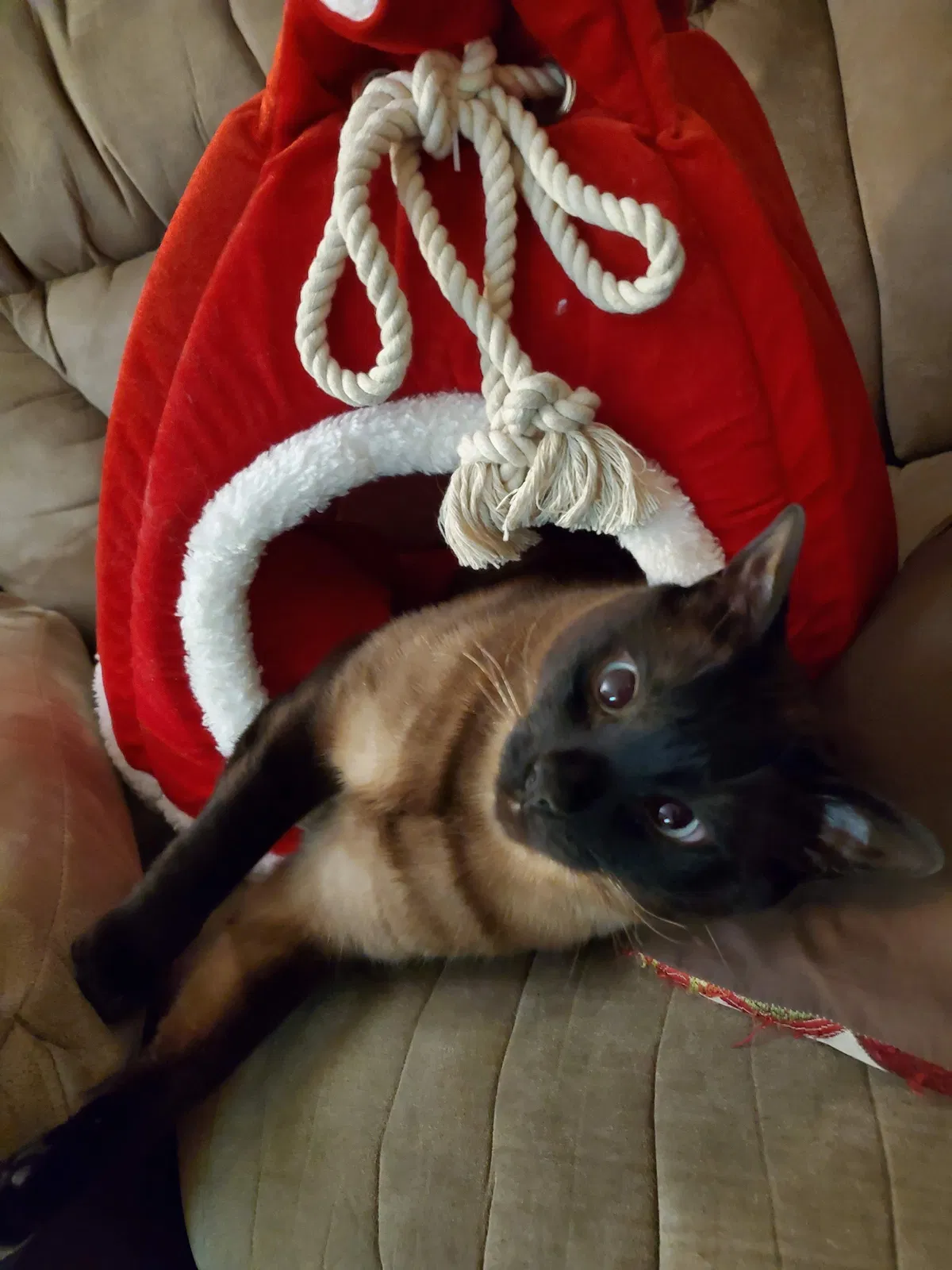 Lost cat in Lebanon, PA, 17042