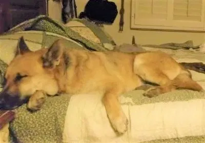Lost dog in El Paso, TX, 79907