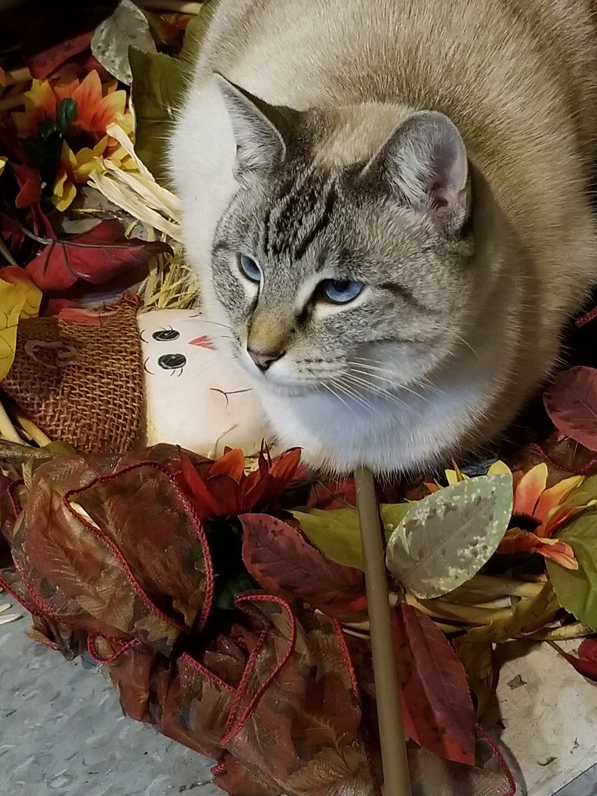 Lost cat in San Gabriel, CA, 91775