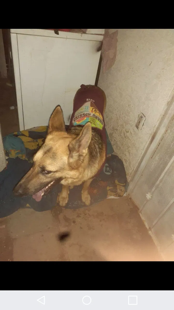 Lost dog in Phoenix, AZ, 85006