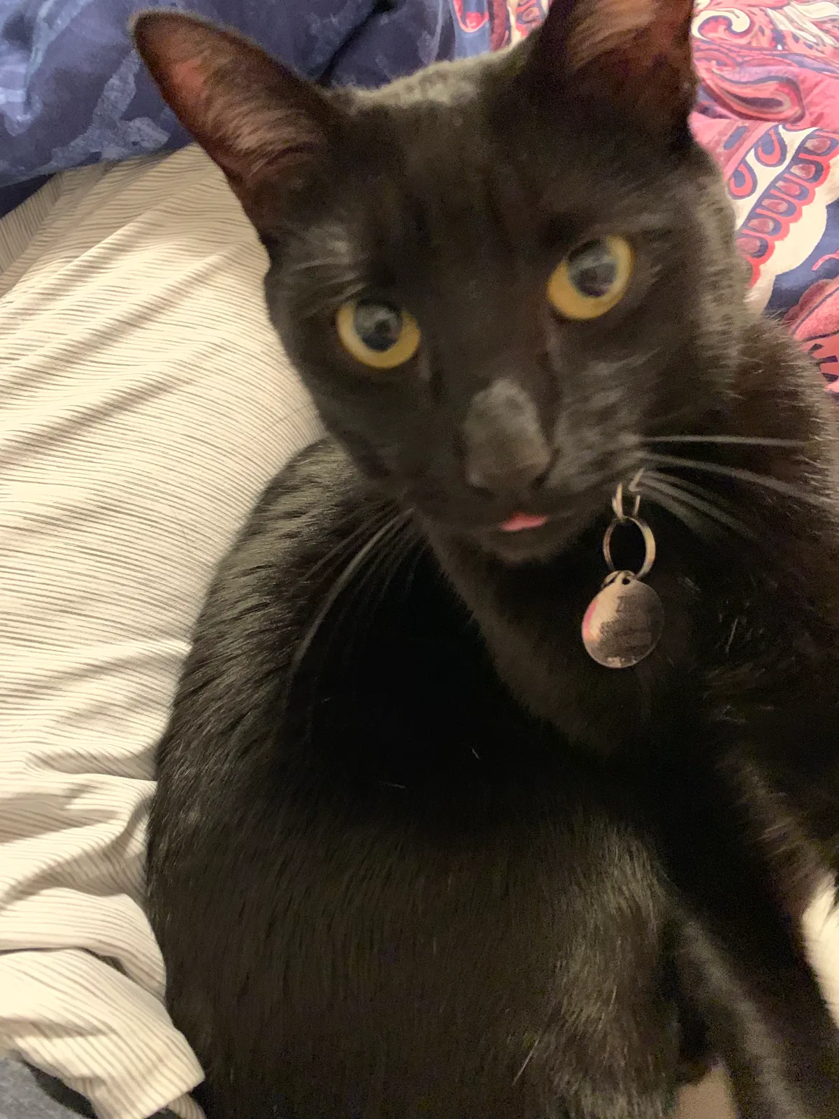 Lost cat in Pensacola, FL, 32526