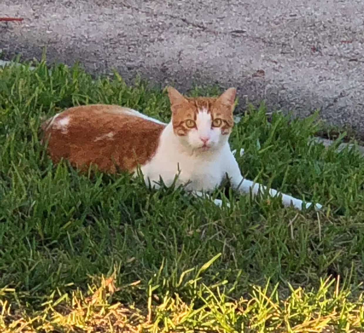 Lost cat in Pembroke Pines, FL, 33028