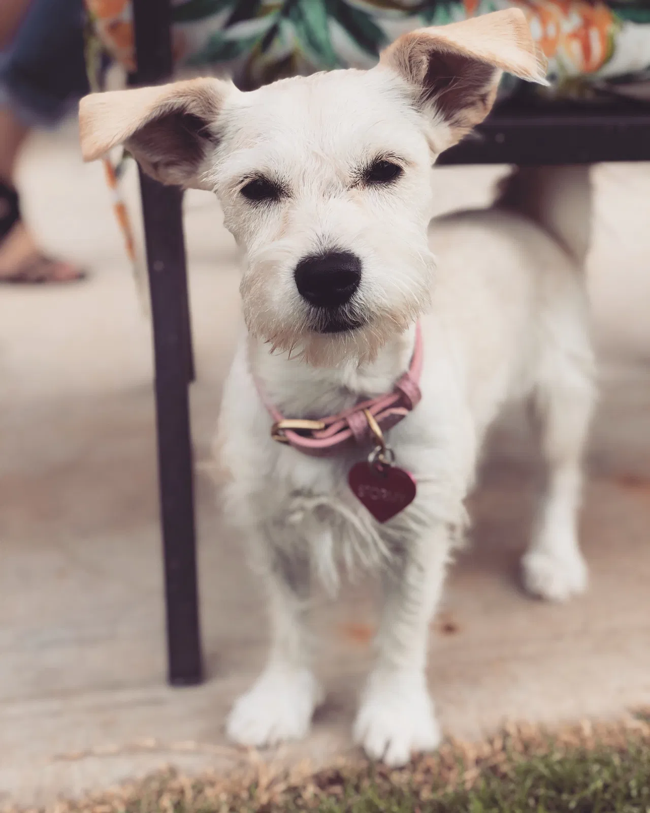 Lost dog in Midland, TX, 79701