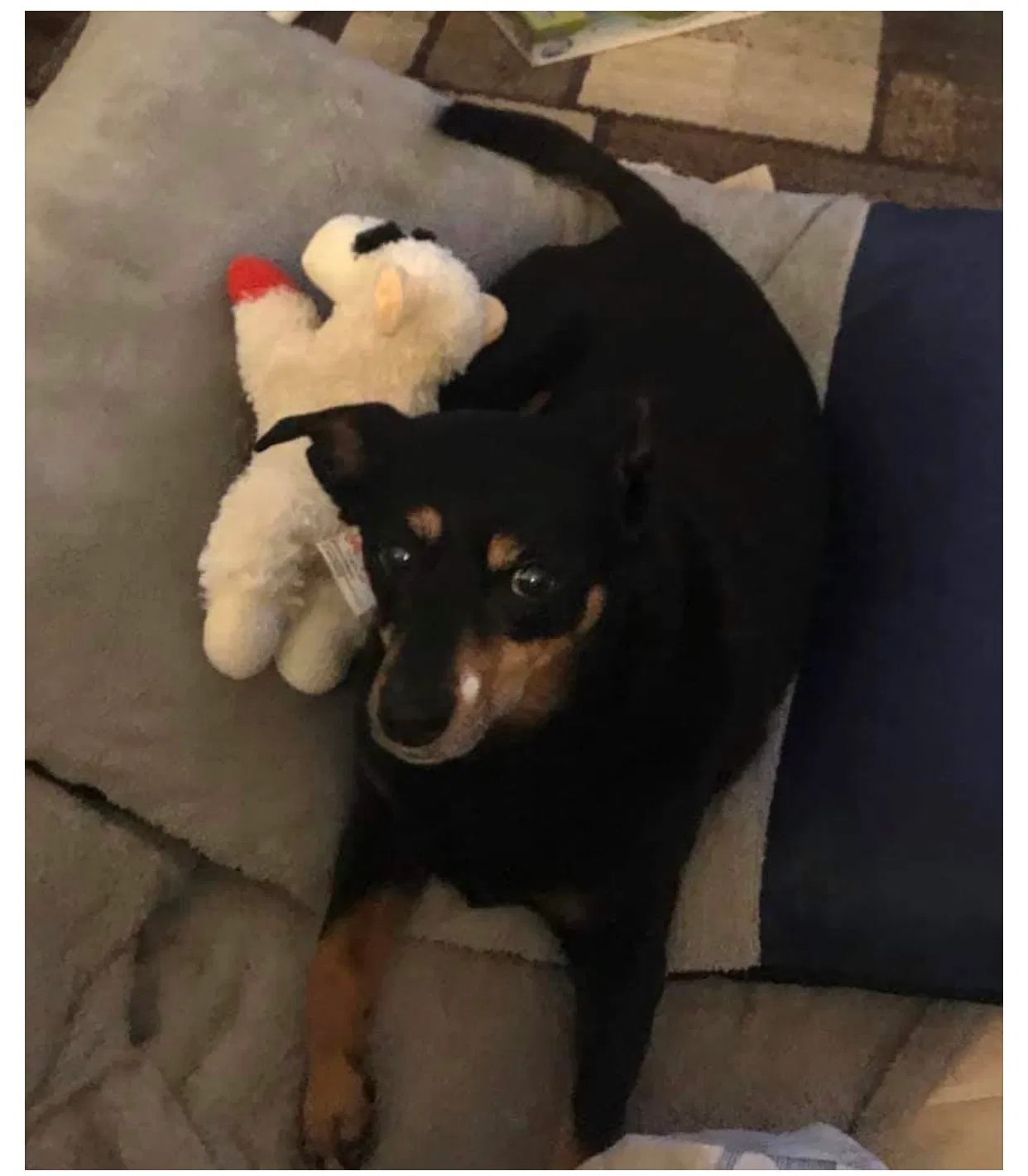Lost dog in Boerne, TX, 78015