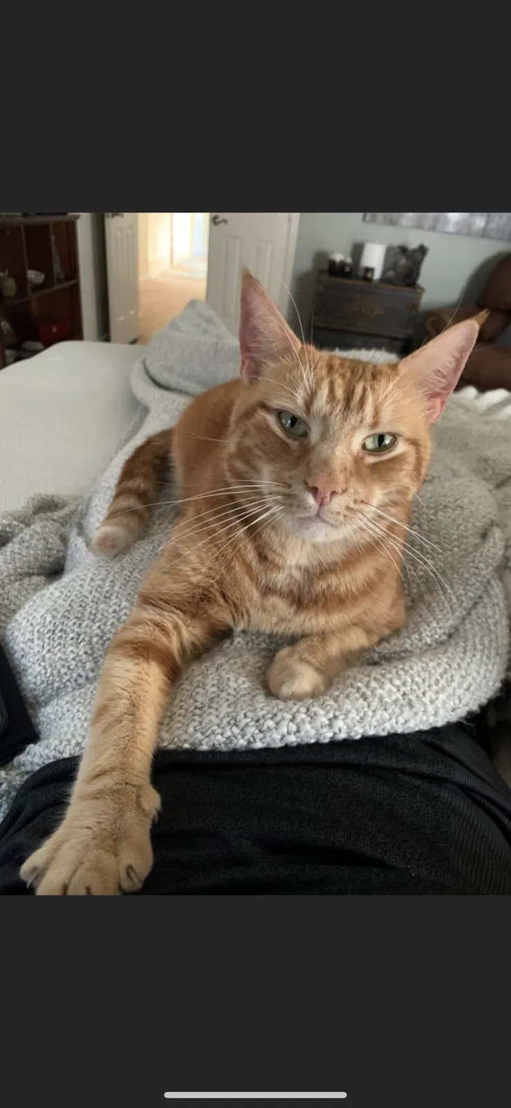 Lost cat in Birdsboro, PA, 19508