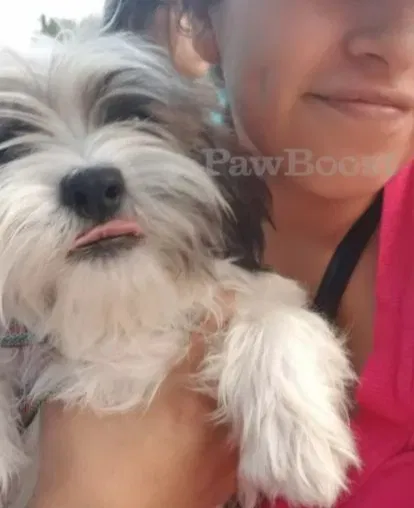 Lost dog in Springdale, AR, 72764