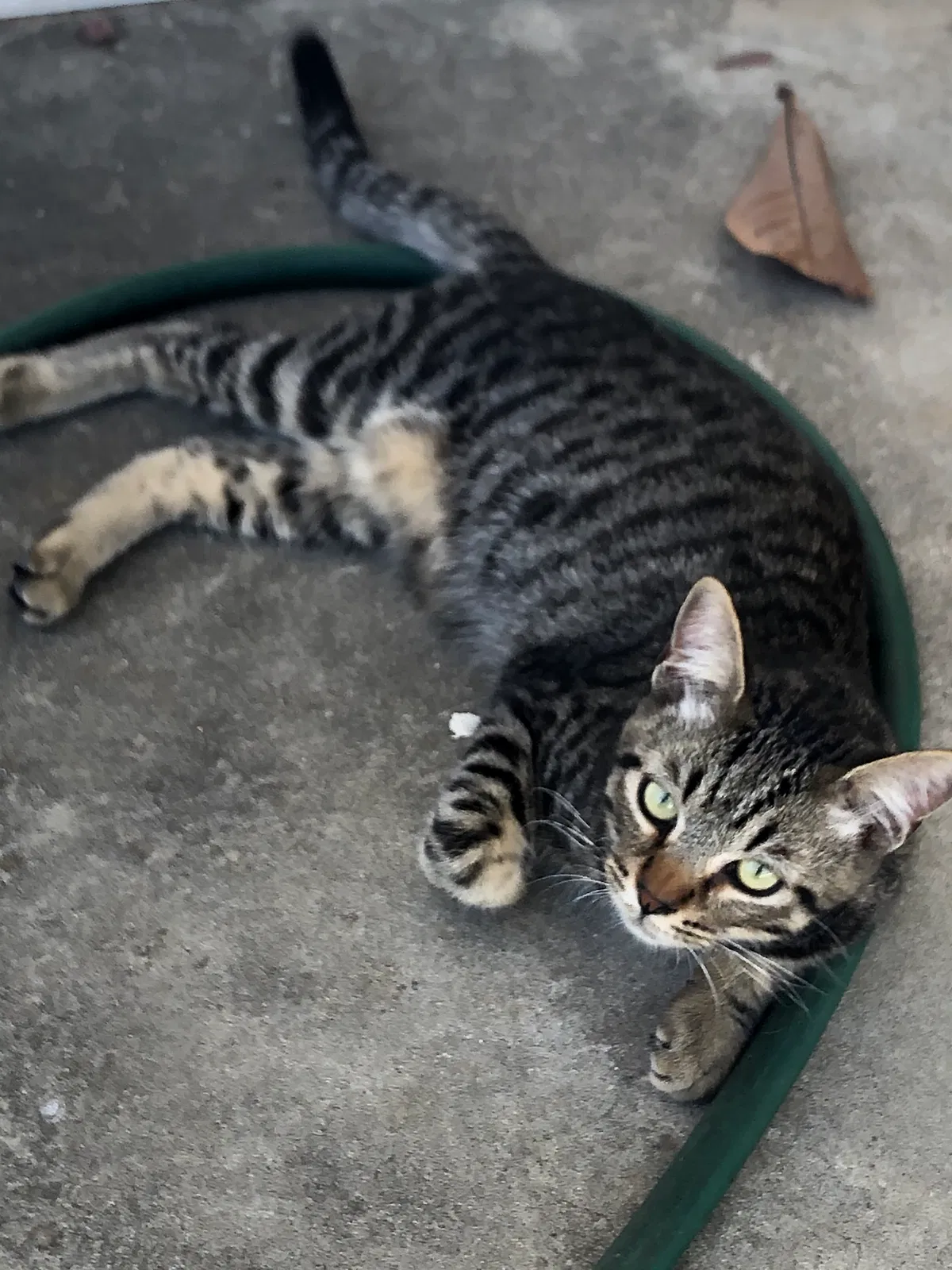 Lost cat in Lakeside, CA, 92040