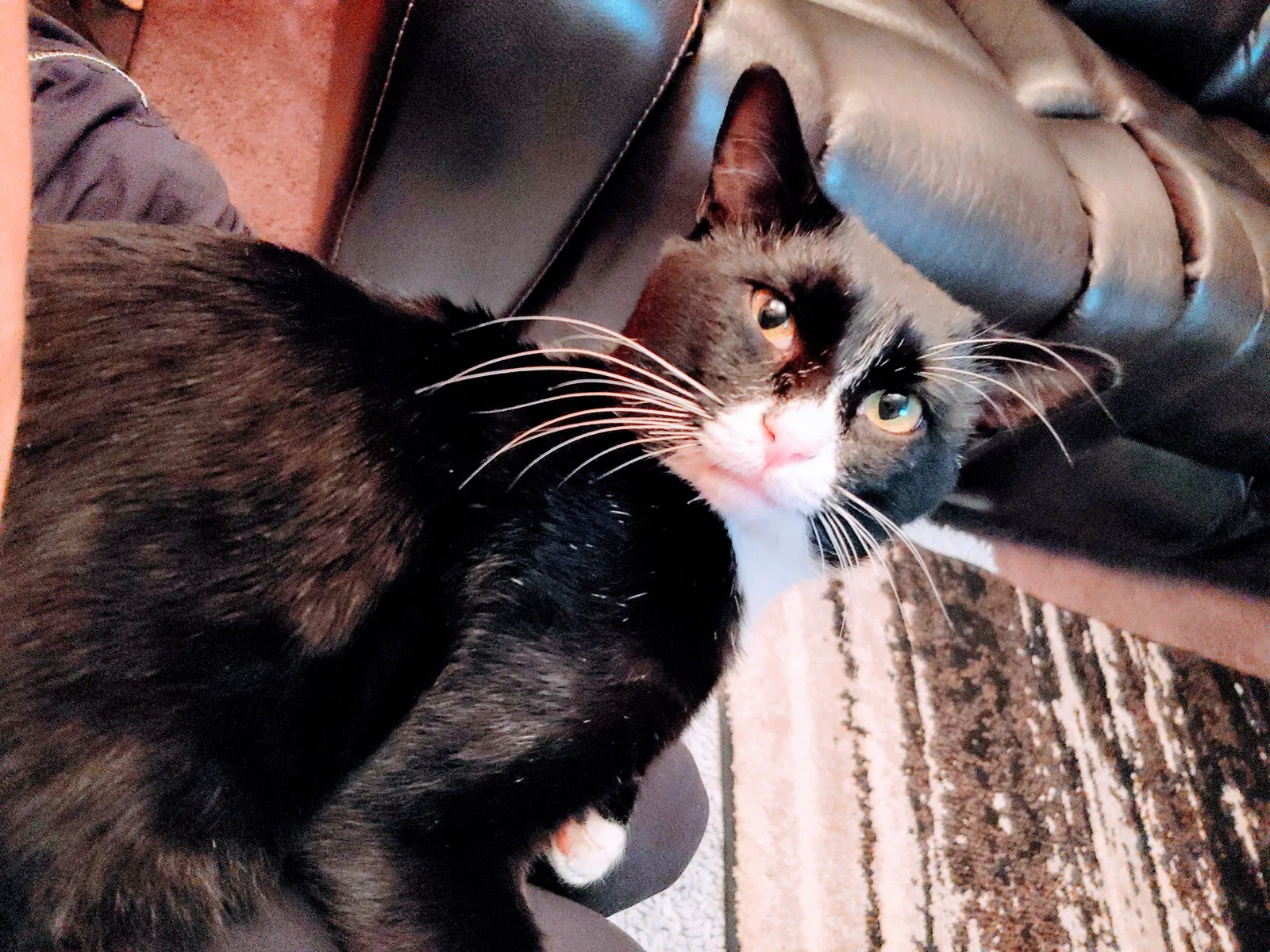 Lost cat in Oklahoma City, OK, 73119