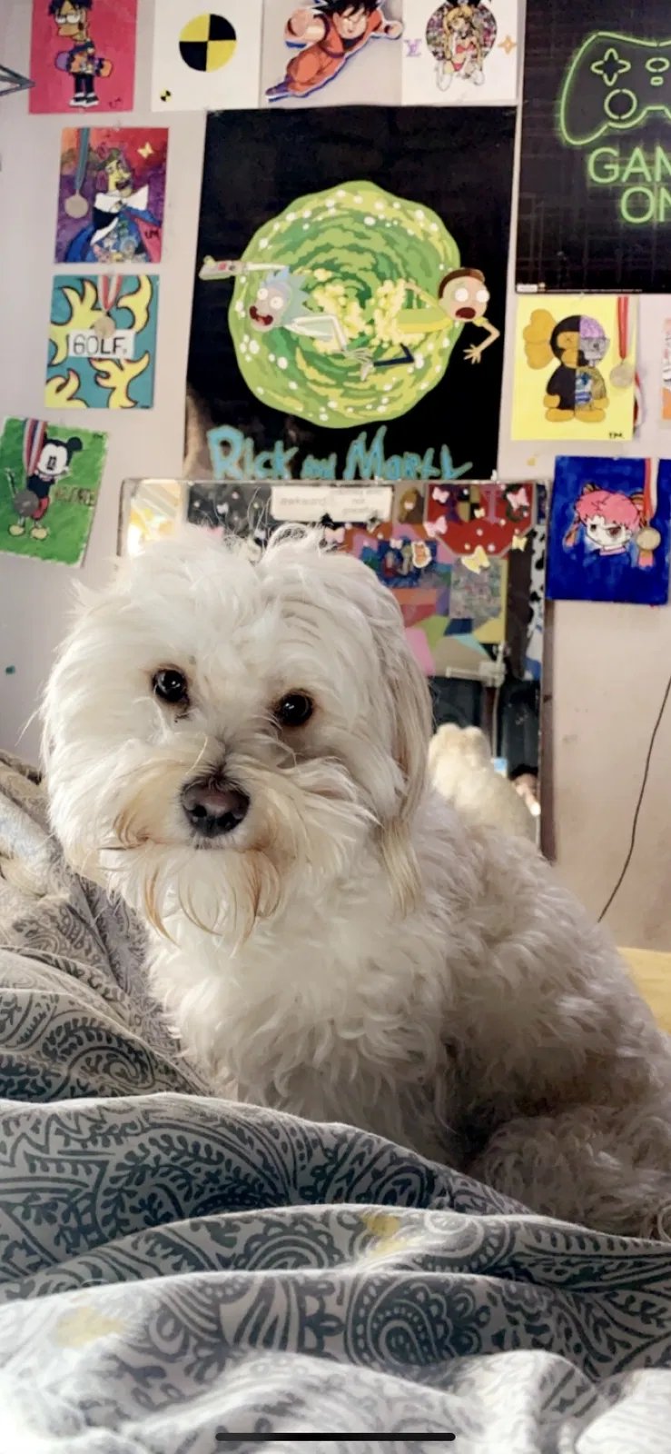 Lost dog in Phoenix, AZ, 85043