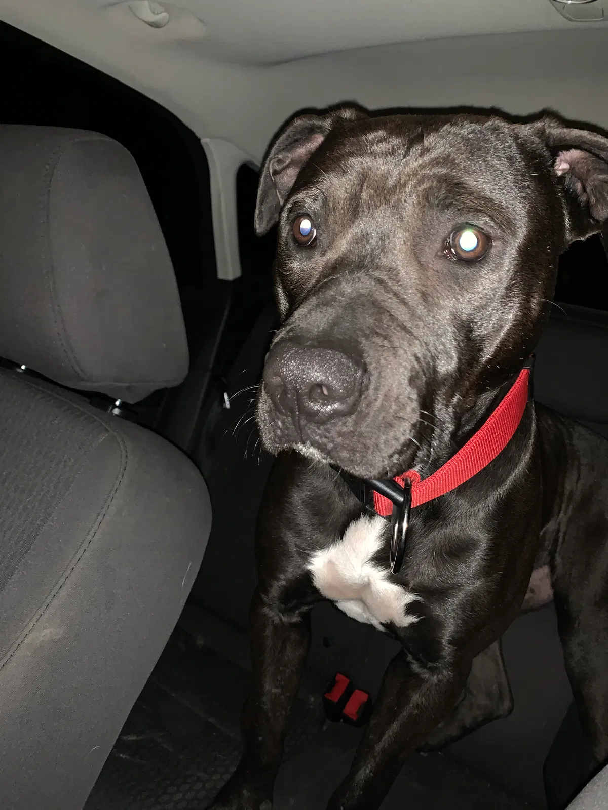 Lost dog in Dunlap, TN, 37327