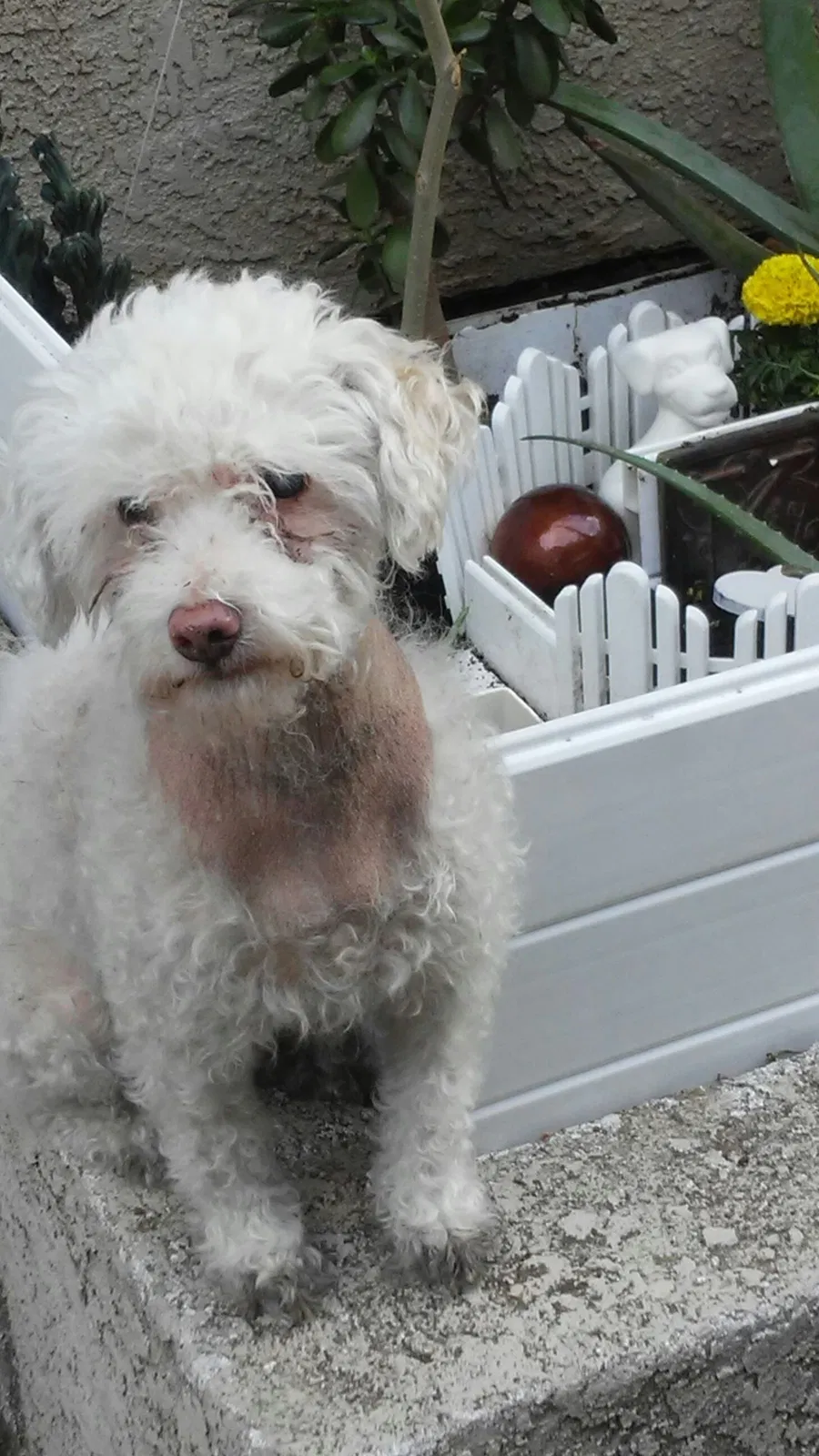 Lost dog in Panorama City, CA, 91402