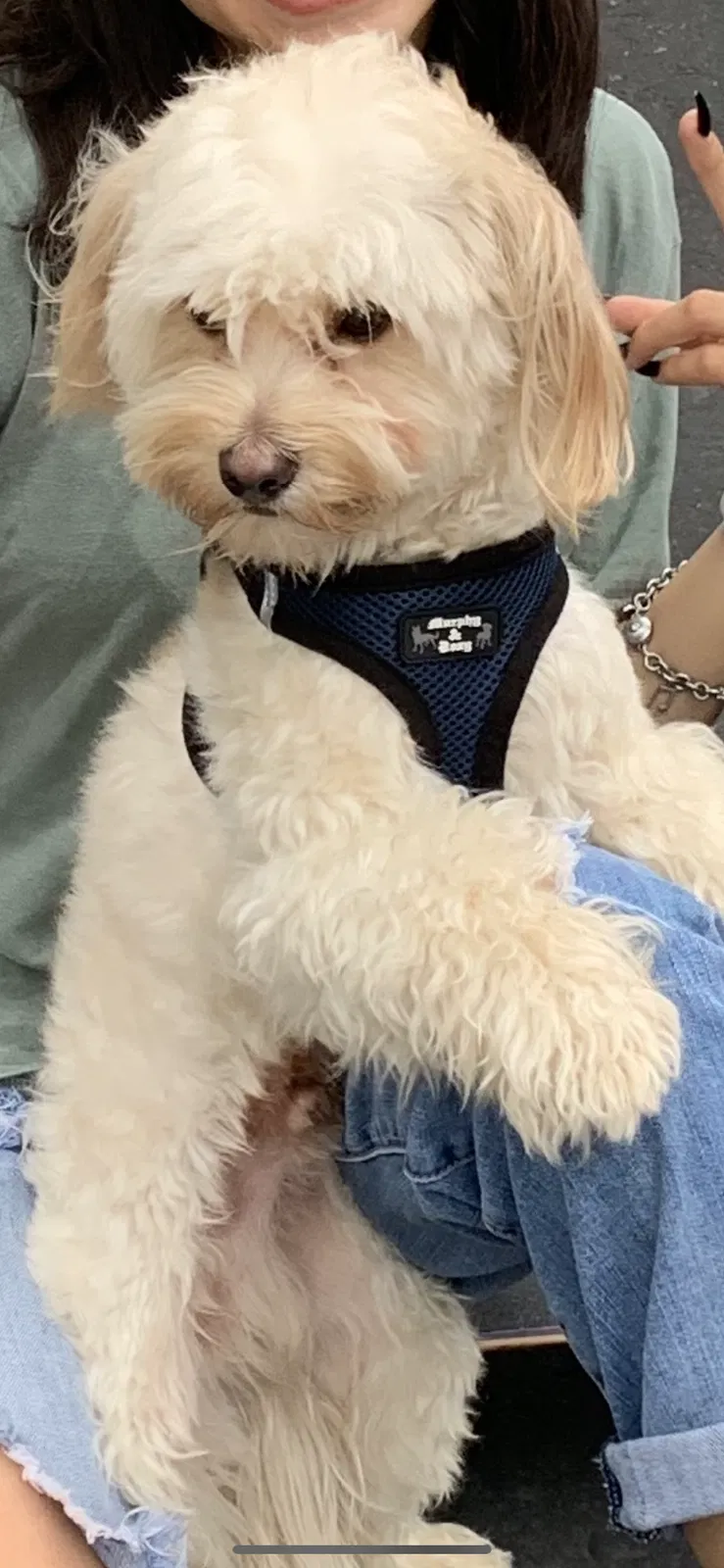 Lost dog in Phoenix, AZ, 85043