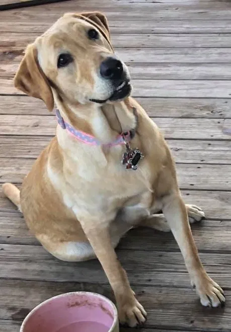 Lost dog in Branford, FL, 32008