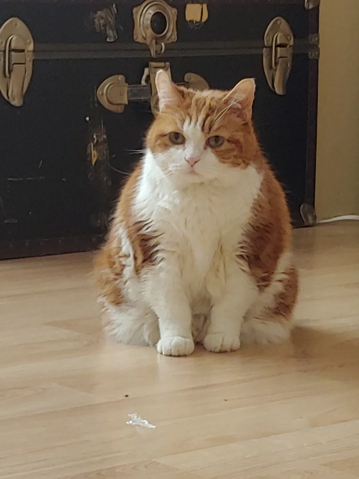 Lost cat in Federal Way, WA, 98023