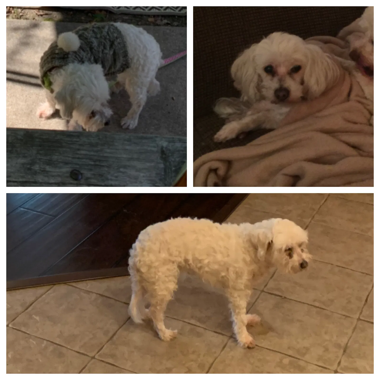 Lost dog in Mansfield, TX, 76063