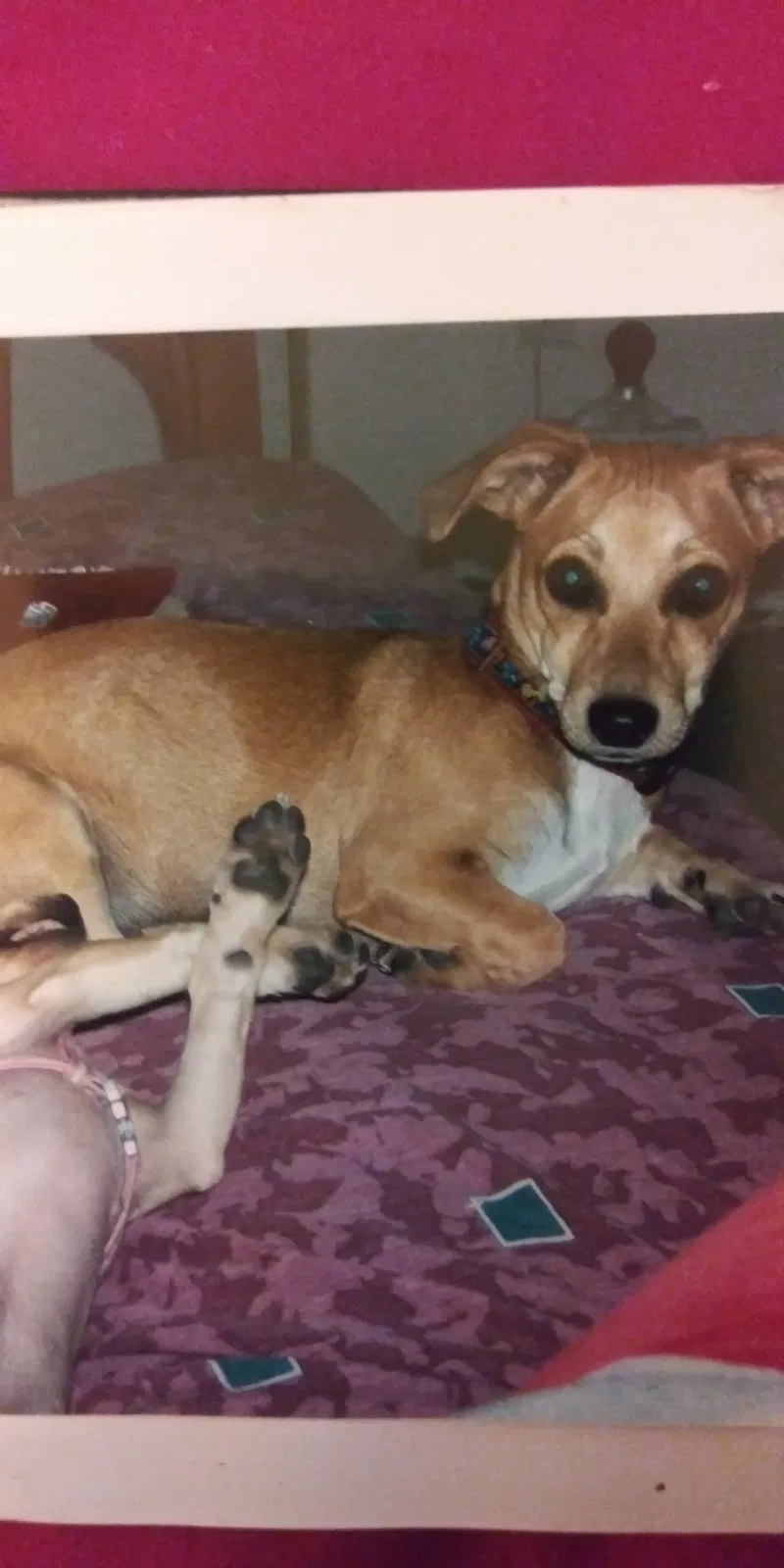 Lost dog in Bakersfield, CA, 93306