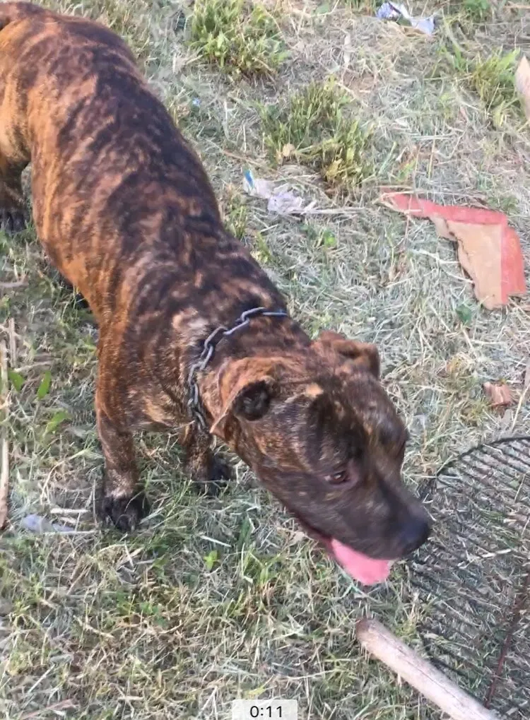 Lost dog in Brownsville, TX, 78521