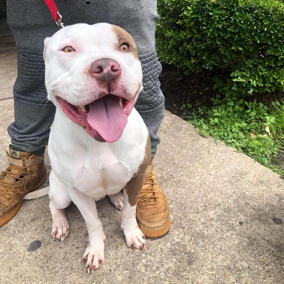 Lost dog in Spring, TX, 77373