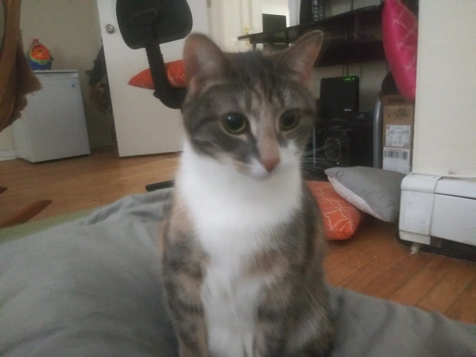 Lost cat in Bayonne, NJ, 7002