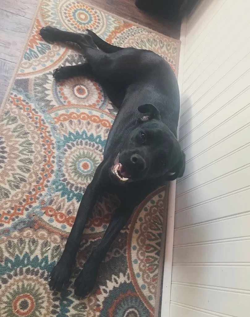 Lost dog in Silver Creek, GA, 30173