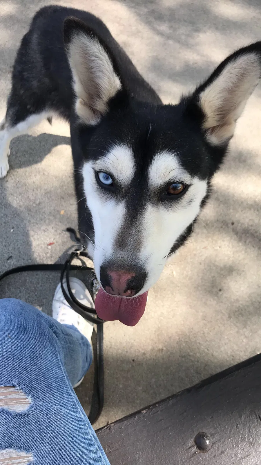 Lost dog in Bakersfield, CA, 93312