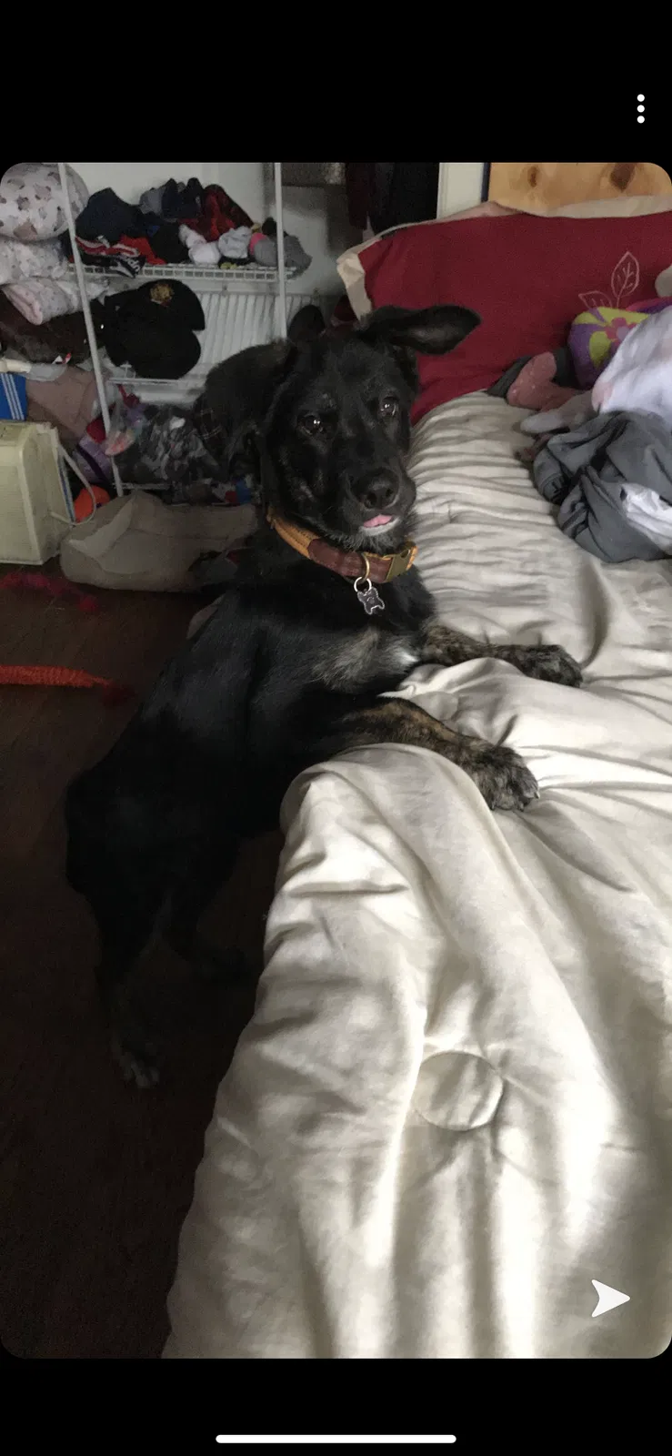 Lost dog in East Elmhurst, NY, 11369
