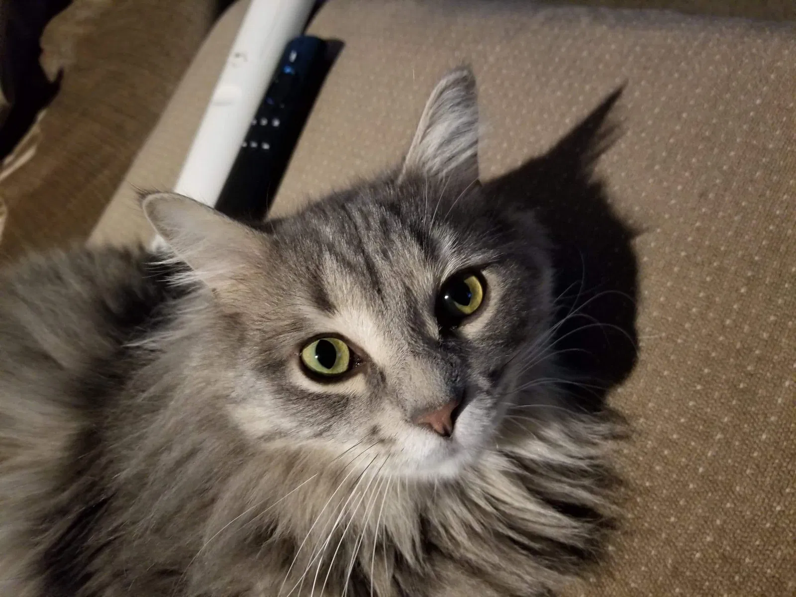 Lost cat in Wyoming, MI, 49509