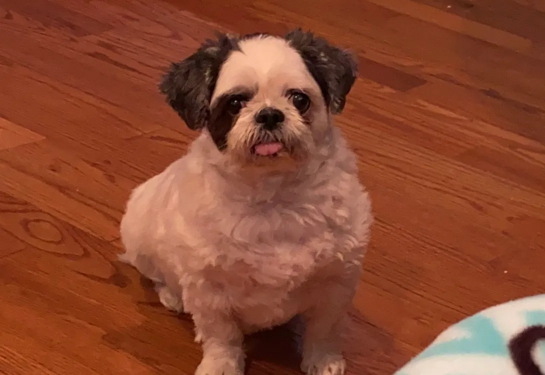 Lost dog in Hempstead, NY, 11550