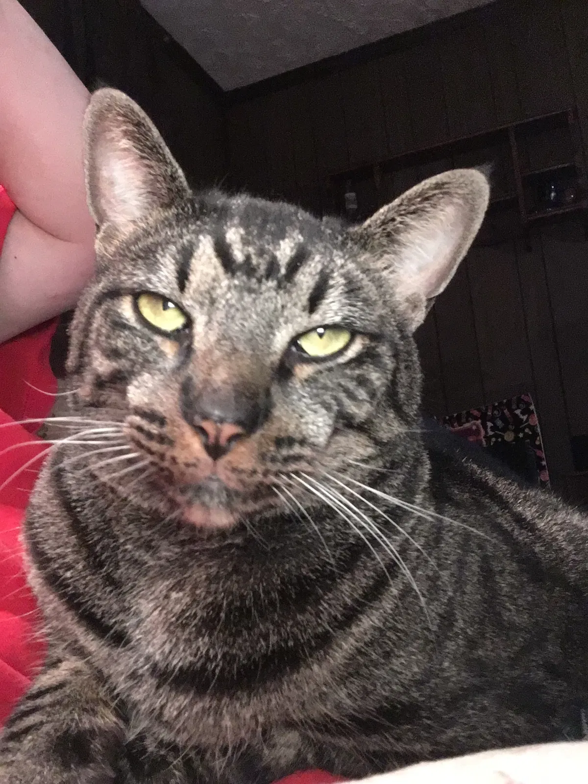 Lost cat in Colonial Heights, VA, 23834
