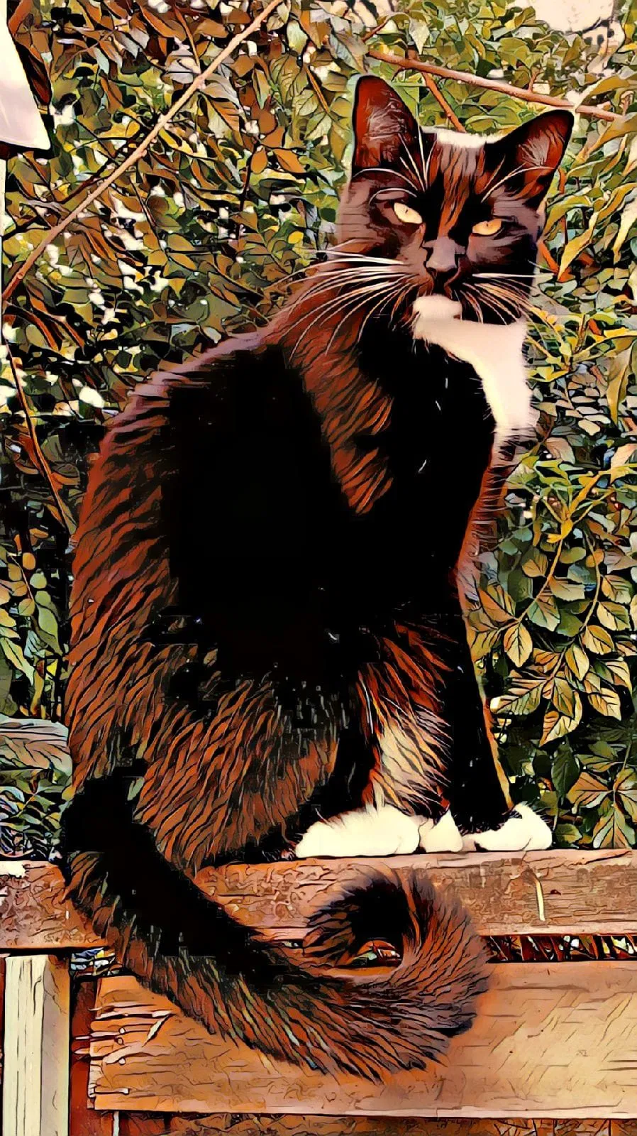 Lost cat in San Francisco, CA, 94112