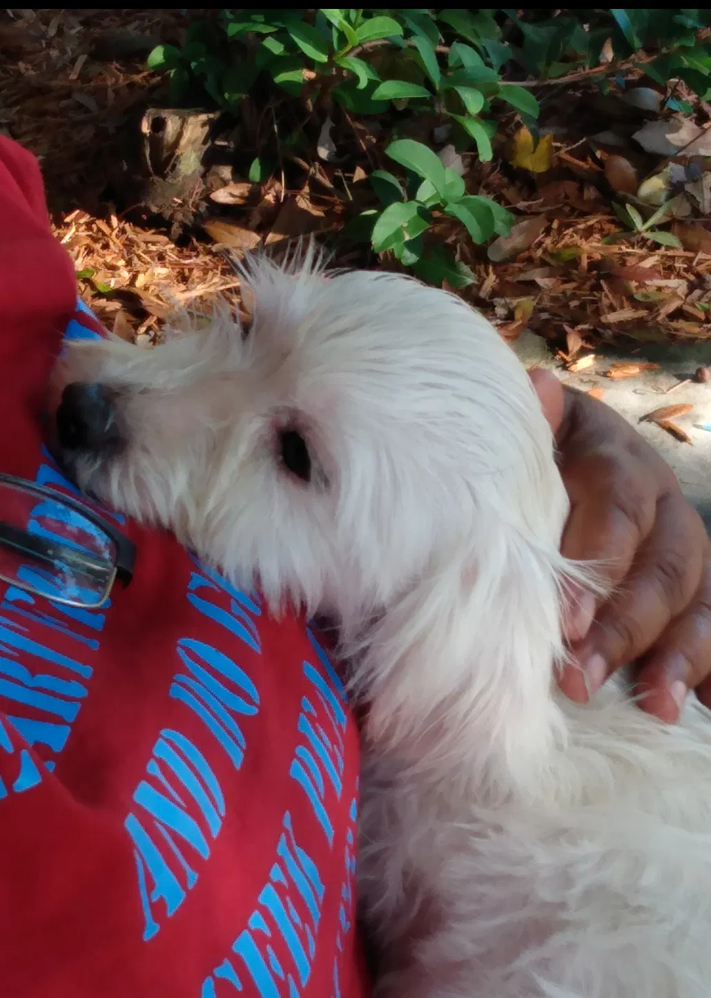 Lost dog in Rockledge, FL, 32955