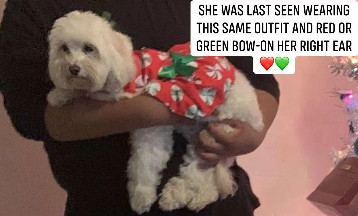 Lost dog in Mesa, AZ, 85204