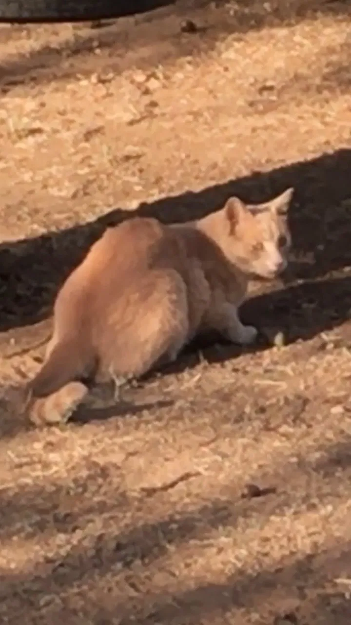 Lost cat in Redding, CA, 96003