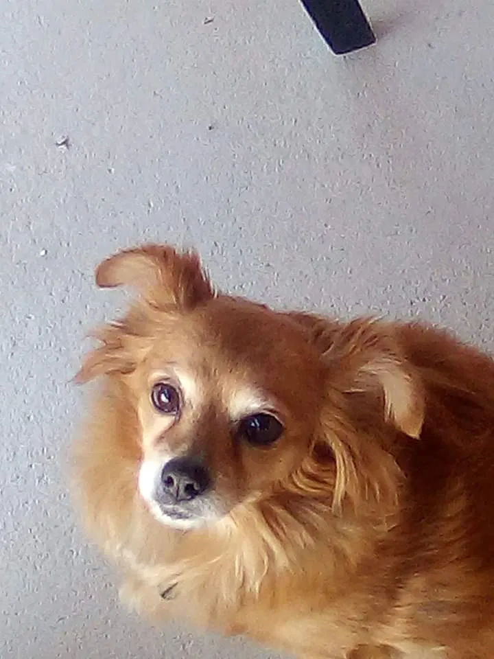 Lost dog in Perris, CA, 92571